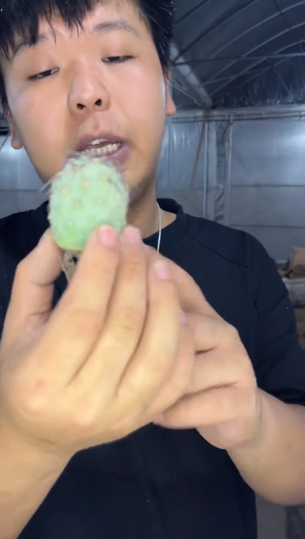 【带根】单头 习志野