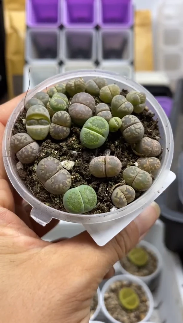 8253直播一物一拍