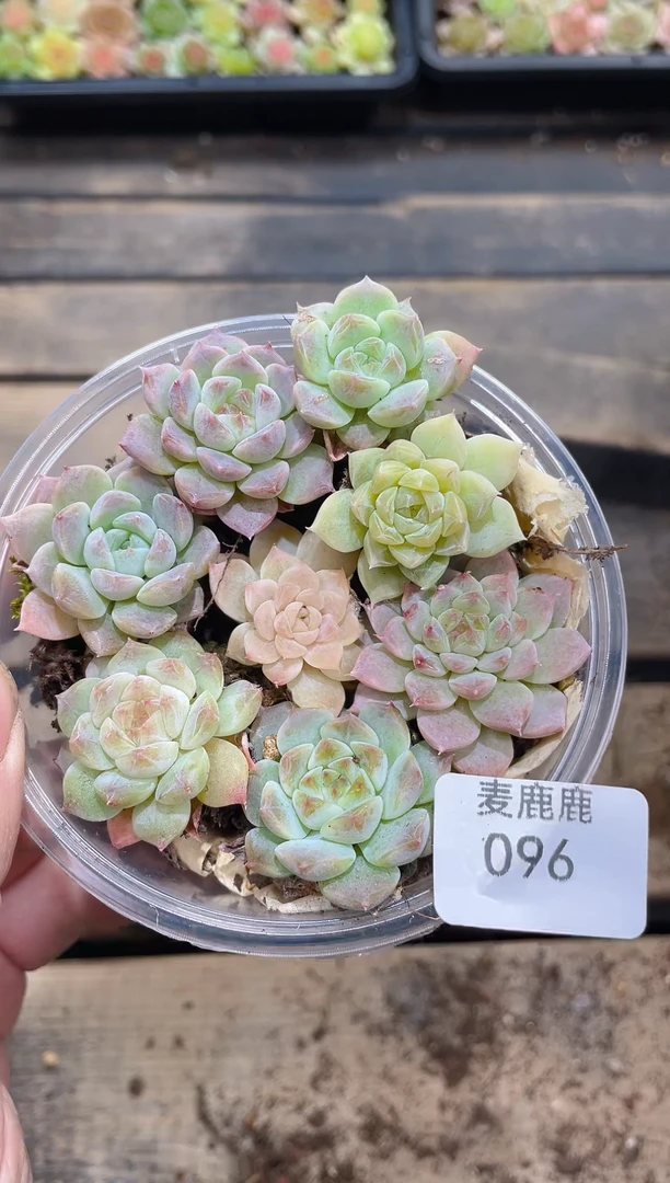 096冰魄优混      量拍