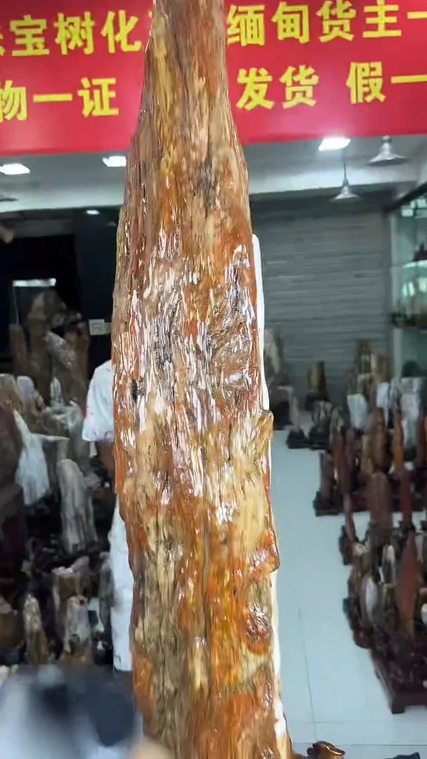 硅化玉珠宝奇石未镶嵌缅甸天然树化玉