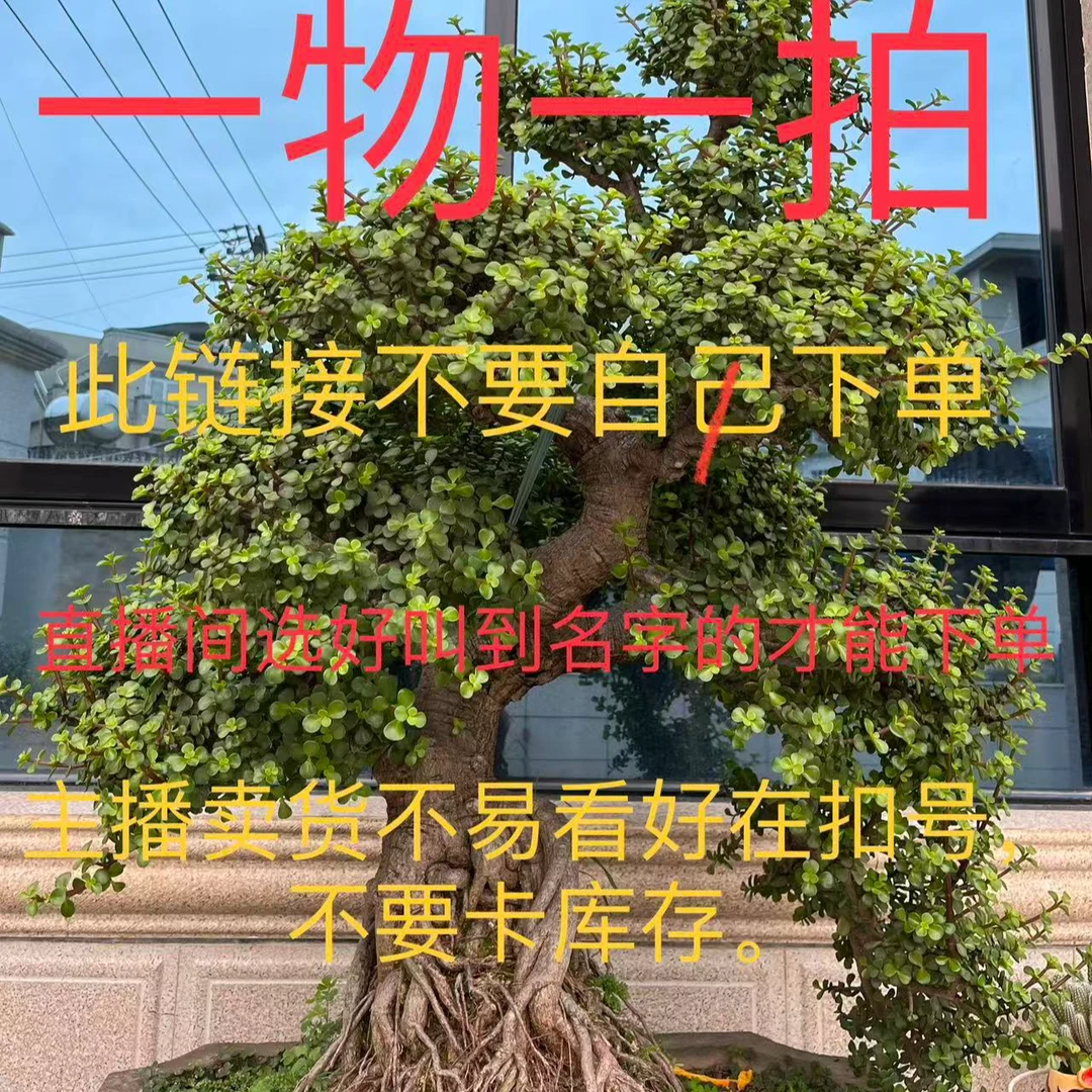 一物一拍金枝玉叶老桩盆栽 多肉绿植室内阳台好养盆景