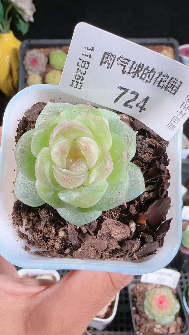 多肉1128-724星月群生不包整