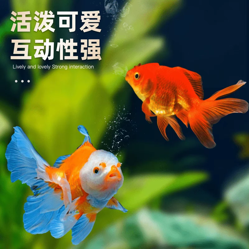 15条大尺寸国粹金鱼鎏金龙睛狮头红头6-8不接受指定