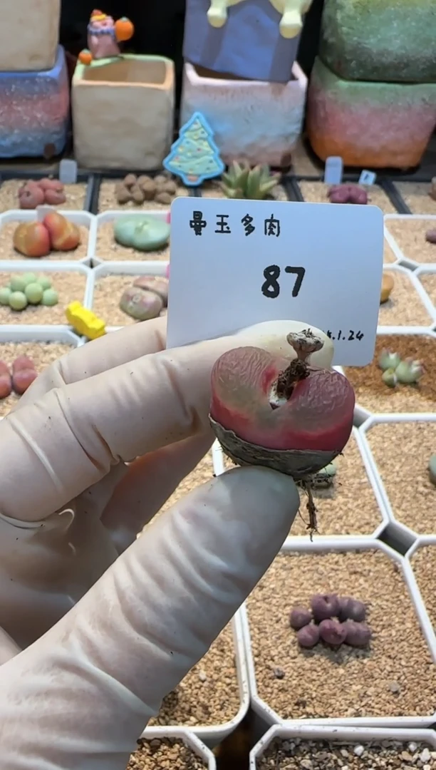 【闪购商品】25.1.24-87