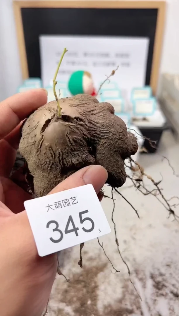 【闪购商品】++++345