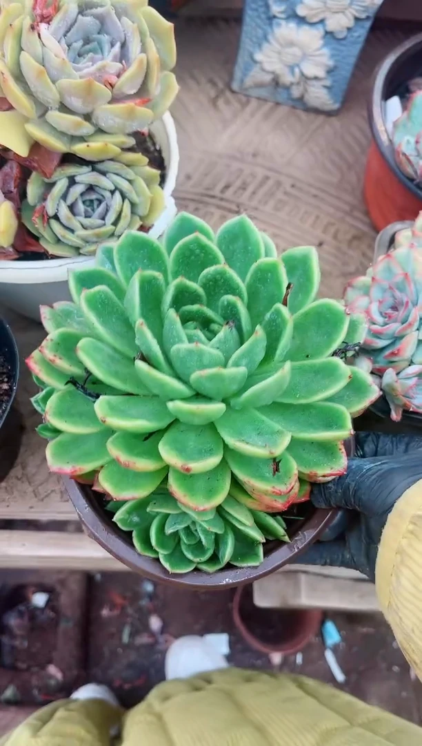 30085多肉植物一物一拍