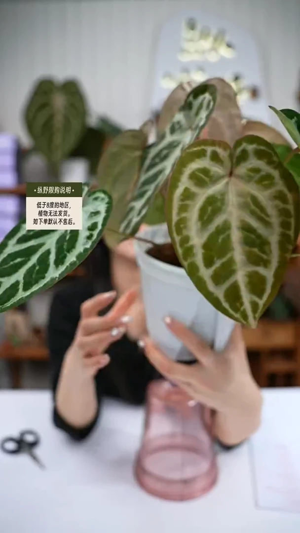 完全开放Y71女团杂瑕疵