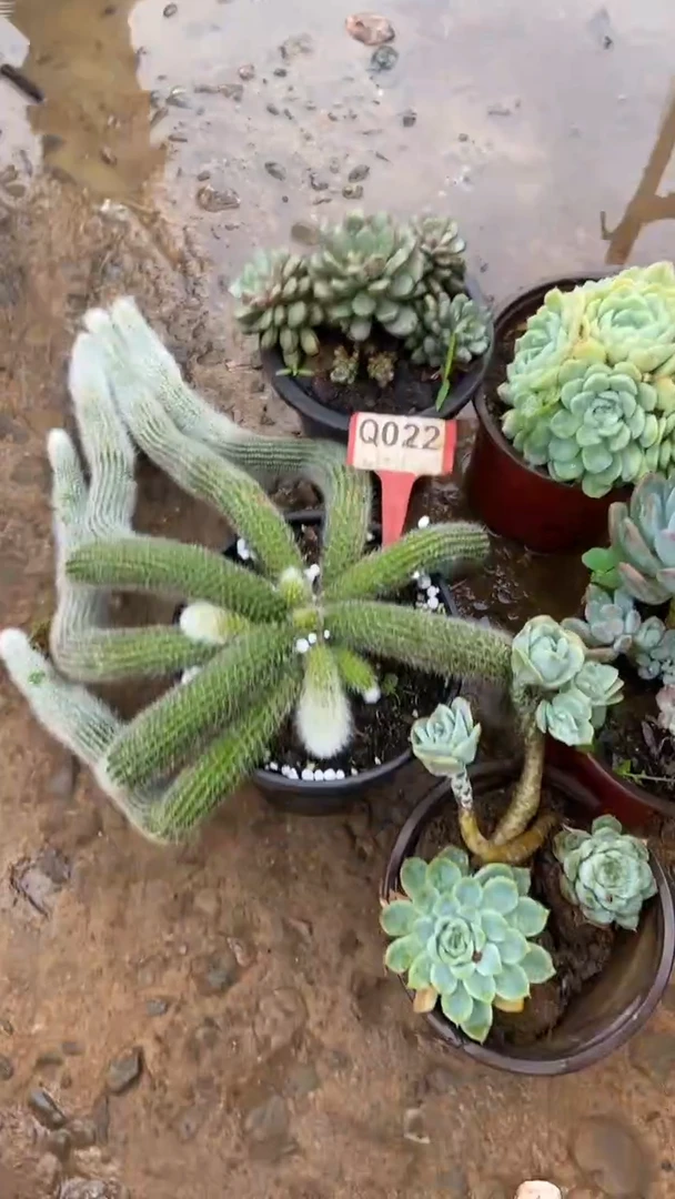 Q022多肉组合默认脱土发货