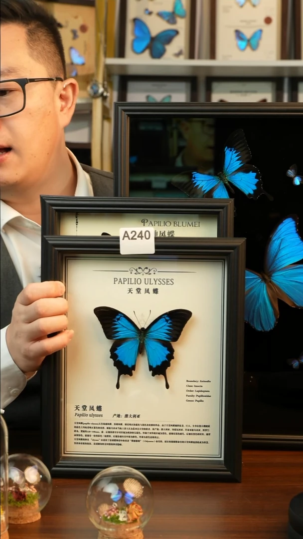 天堂凤蝶-中文（10寸欧式黑框）A240