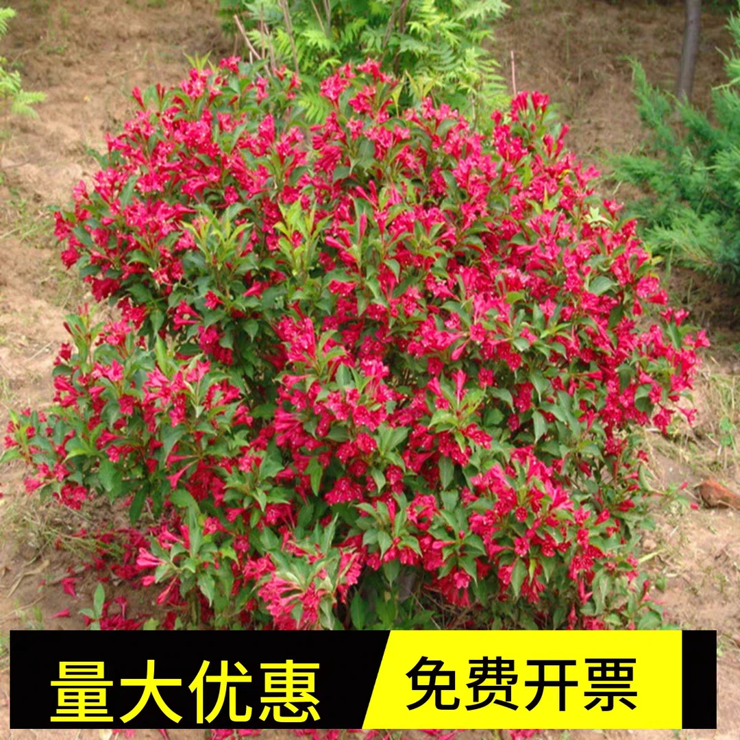 红王子锦带苗耐寒绿篱植物庭院灌木绿化苗木工程用苗当年开花盆栽