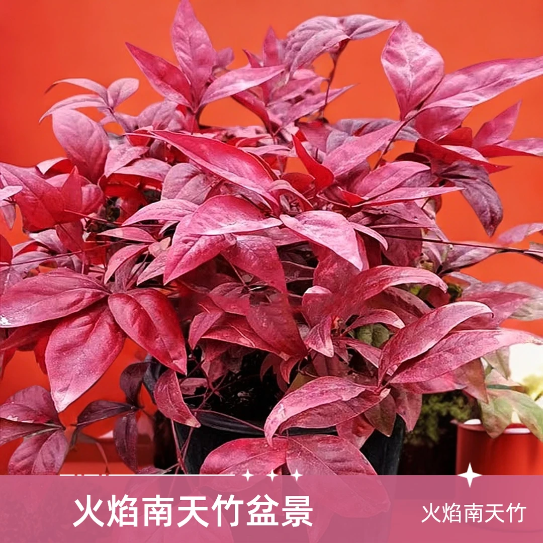 火焰南天竹红宝石南天竹紫宝石南天竹柠檬南天竹观叶植物南天竹