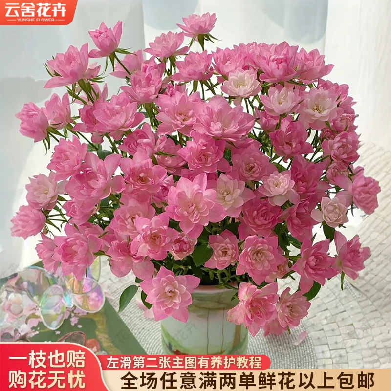 【云舍花卉】【天荷繁星】多头玫瑰 全场鲜花任意满两单及以上包邮