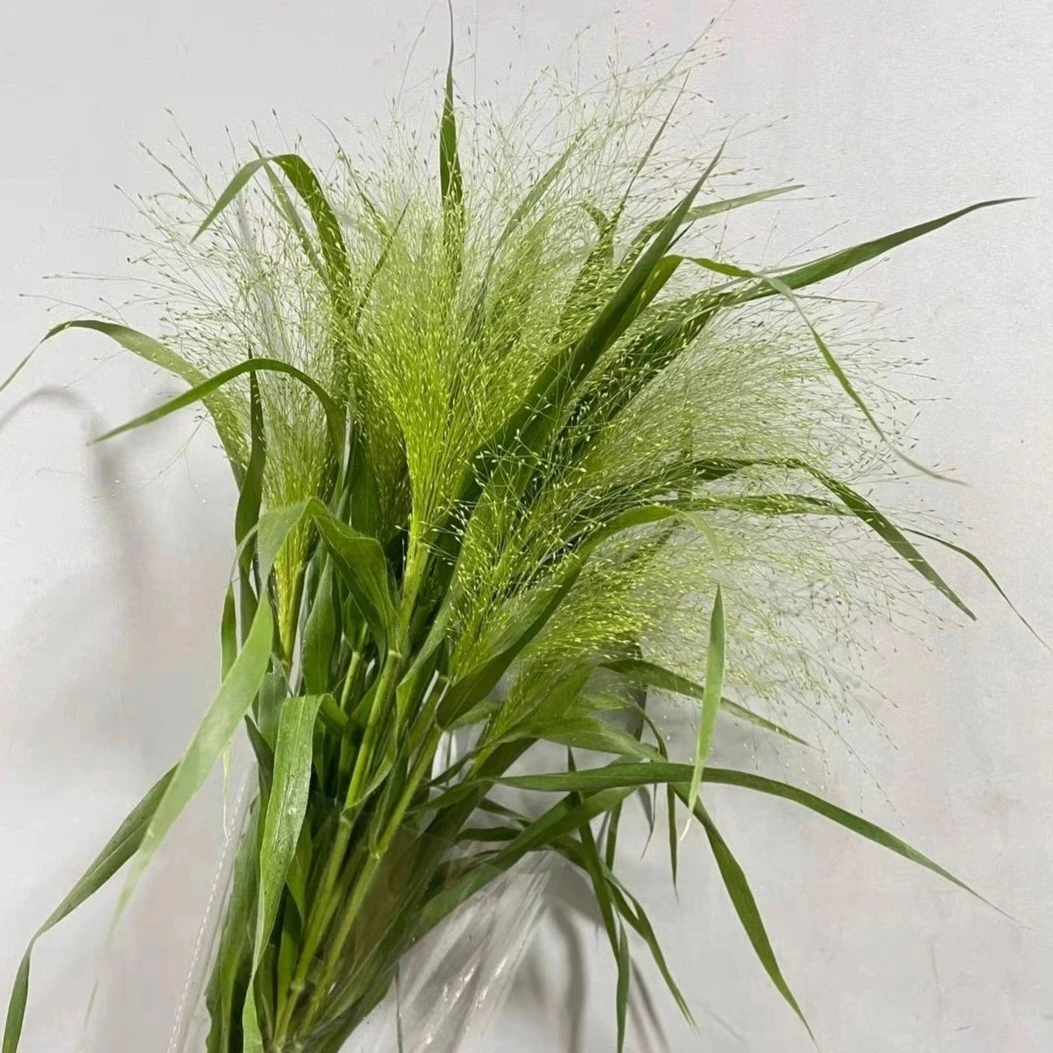 【福利加单鲜花】喷泉草 居家生活鲜花