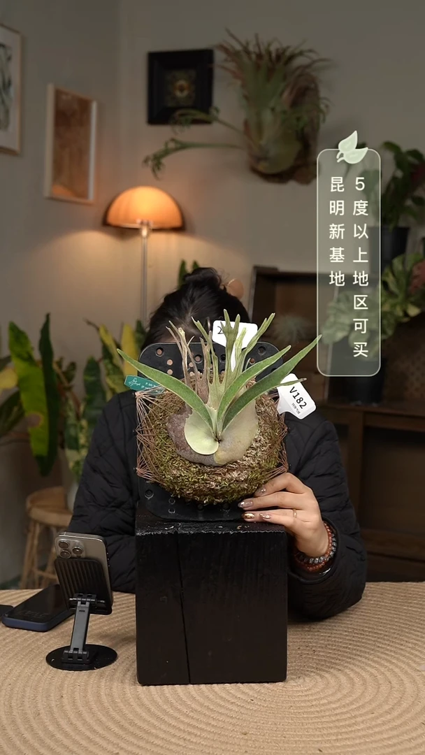 不开花植物V182-鸢嘴山AR孢子苗