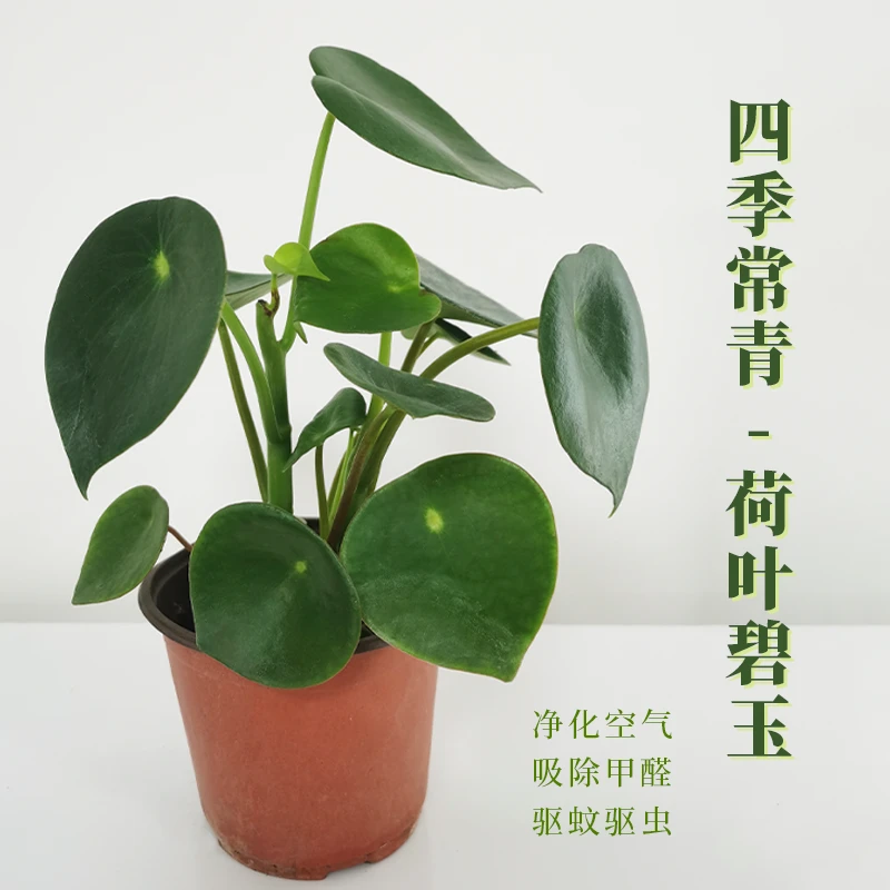 四季常青-荷叶碧玉盆栽室内桌面四季常绿好养吸甲醛绿植
