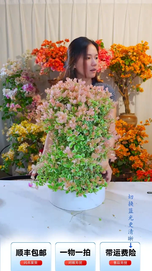 大部分开放少量花苞少女心