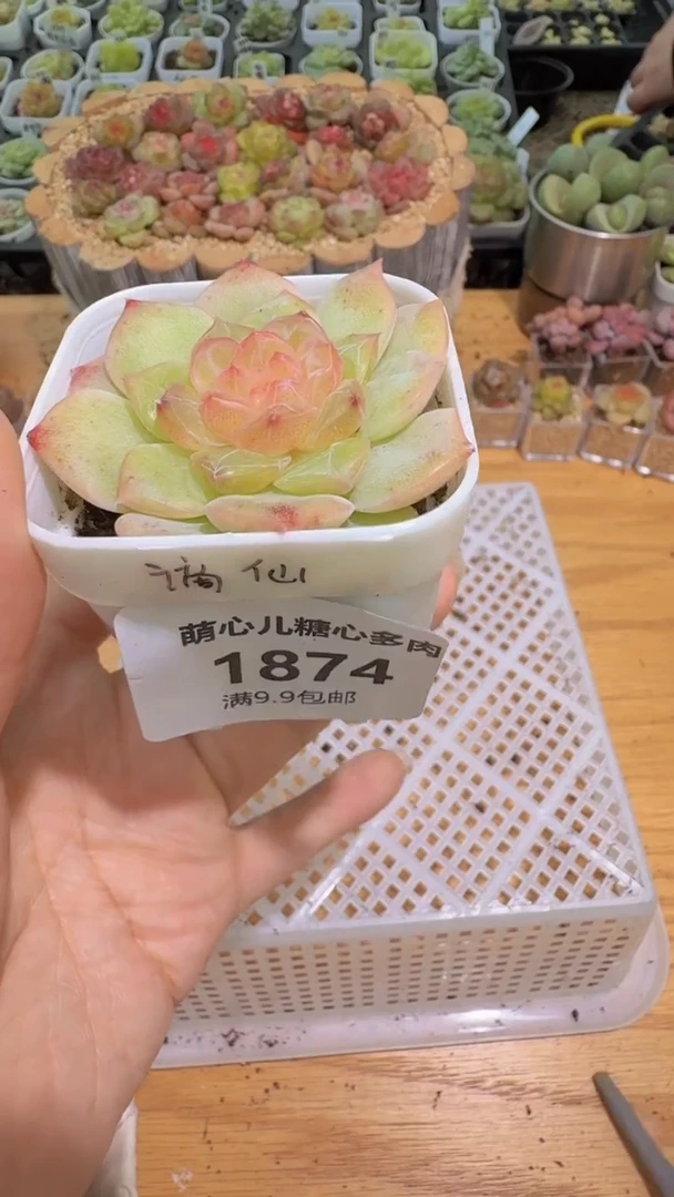 1874  谪仙 多肉植物