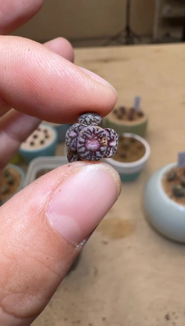 【闪购商品】1/24-167