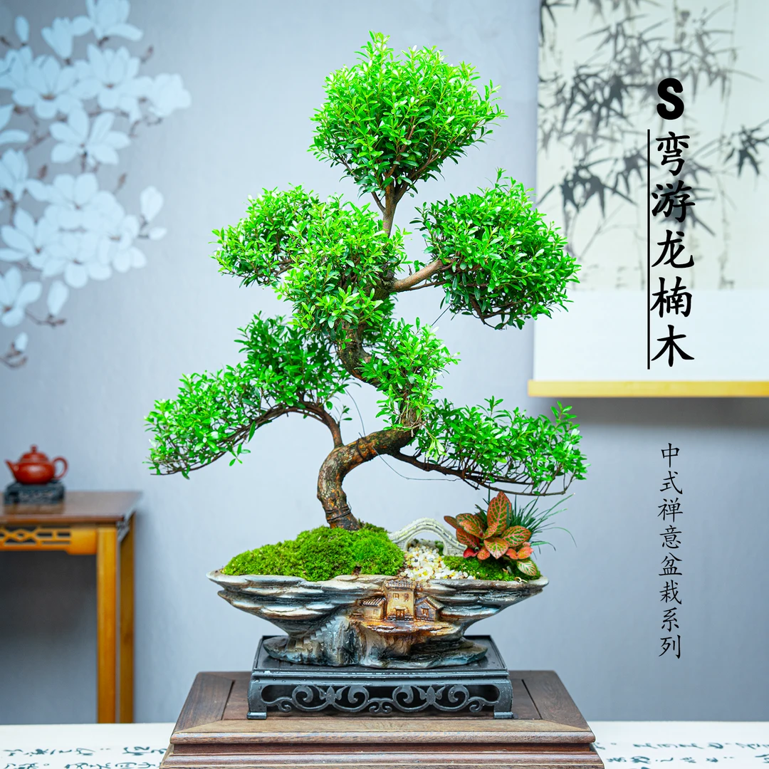 天空之城老桩S弯游龙金丝楠木四季高端绿植好养易活四季常青嫩绿