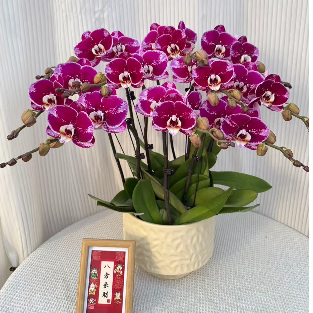 蝴蝶兰《美少女》紫色大花精致盆栽好养耐养室内四季开花花卉绿植