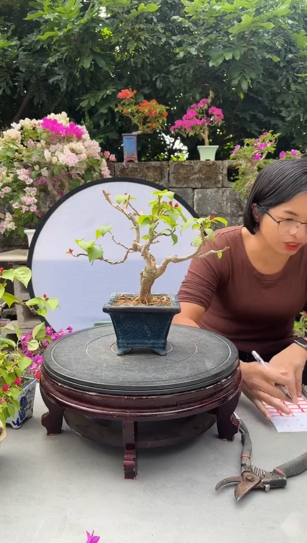 轻*三角梅福景红