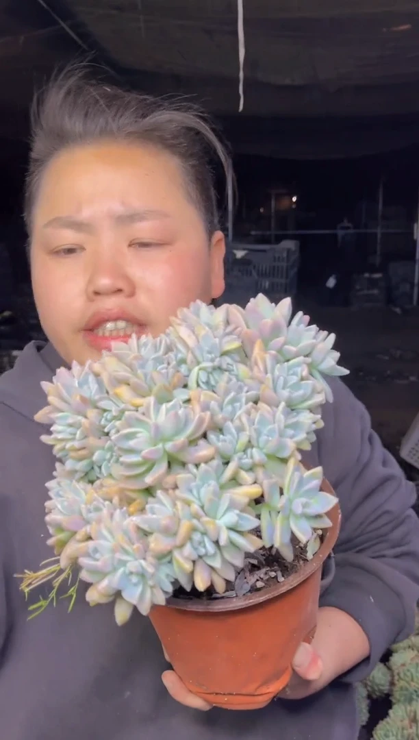 【闪购商品】32-淡雪缀小断不包18cm9.99