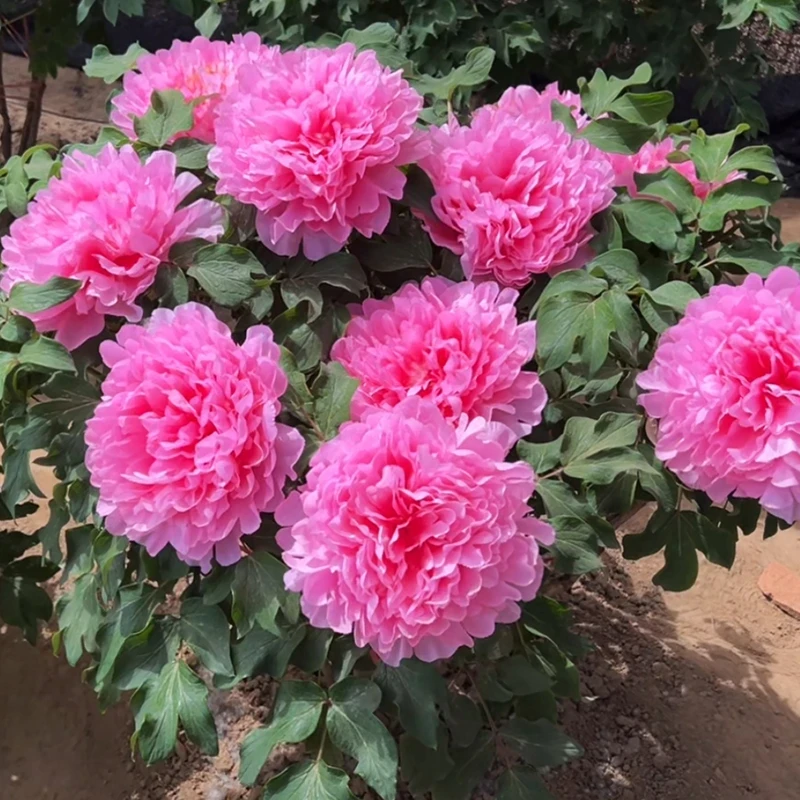 （胭脂红）正宗洛阳重瓣牡丹花苗北方耐寒盆栽地栽庭院花卉牡丹苗