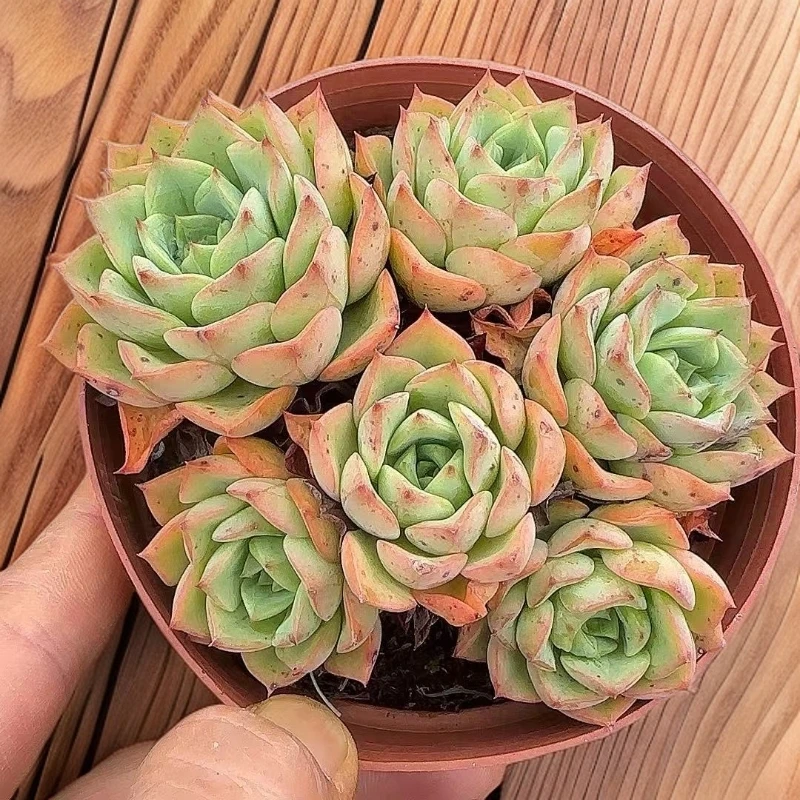 贝拉多拉2颗脱土   小谢多肉上盆多肉植物庭院空气耐旱种植