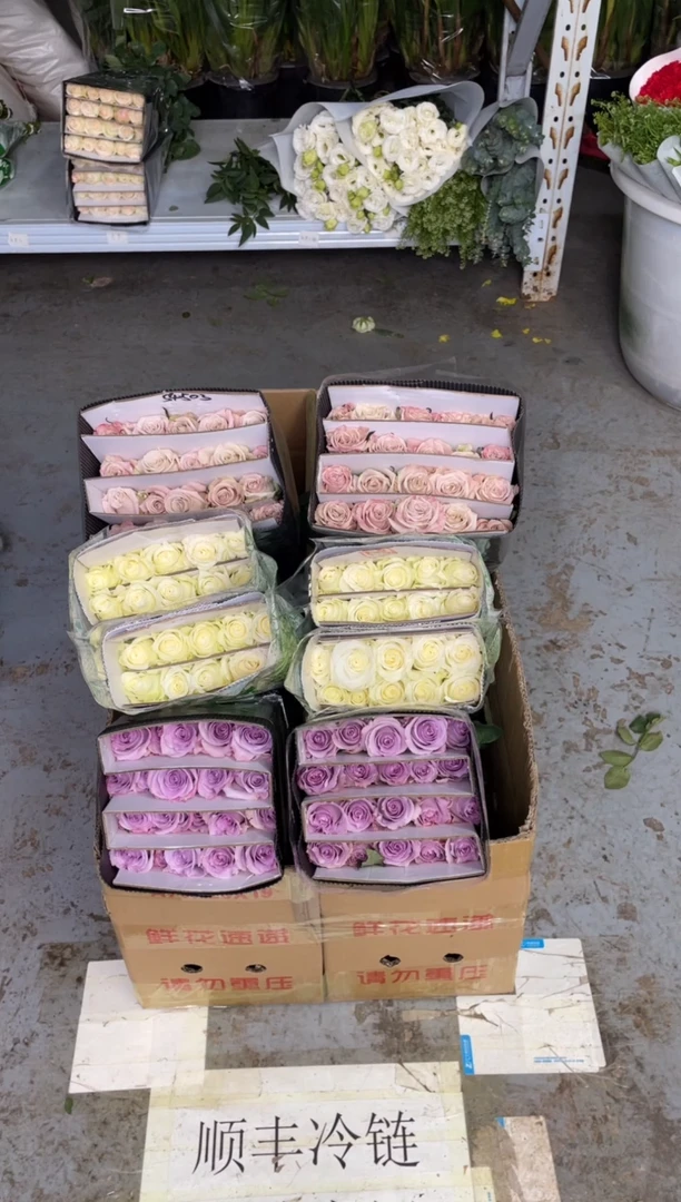 曼塔20枝+海洋之歌20枝+骄傲20枝