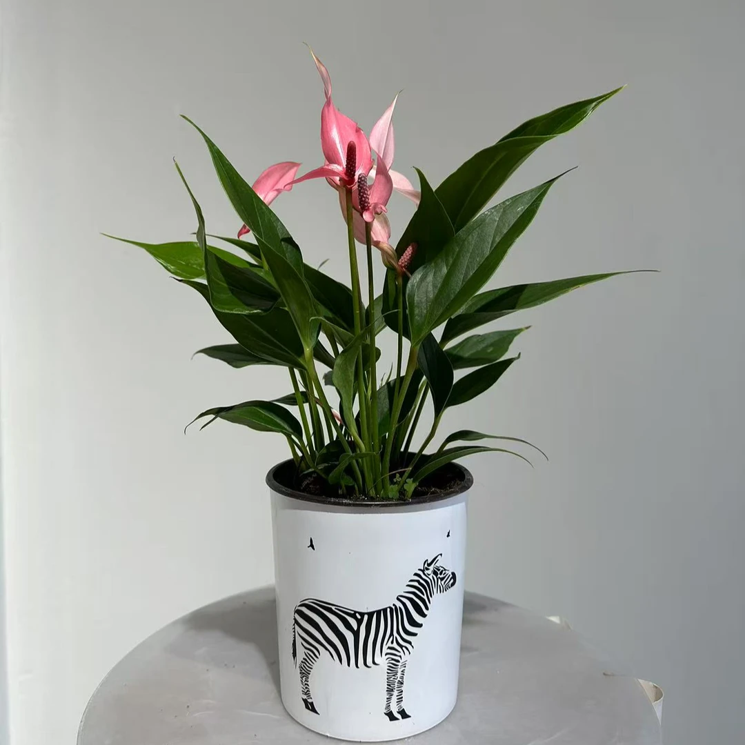 【粉掌粉莉莉-120杯】鸿运当头四季开花4-6朵花3株苗原盆带盆发货