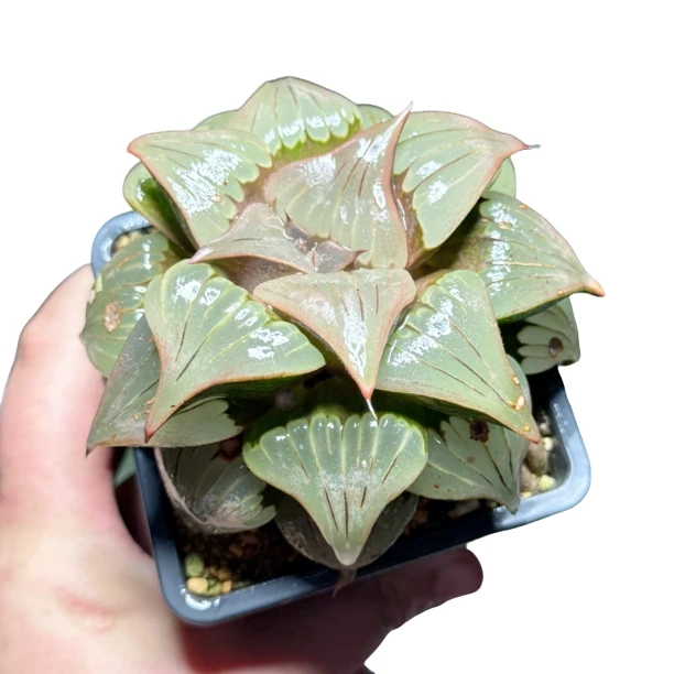 母本媚凤多肉植物一颗