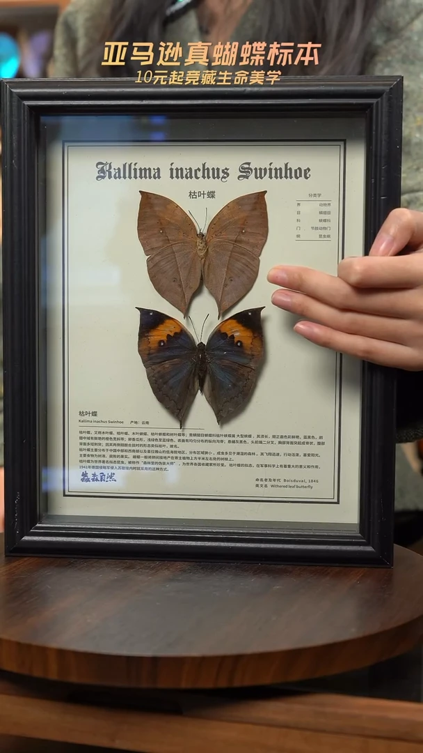 枯叶蝶正反两只中文版10寸欧式框