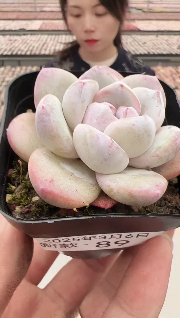 【闪购商品】新款多肉-89