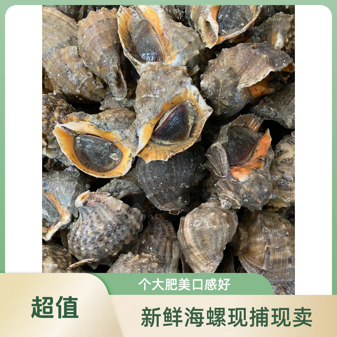 东港本地小船海螺，大海螺 3-4两左右，顺丰冷链直达