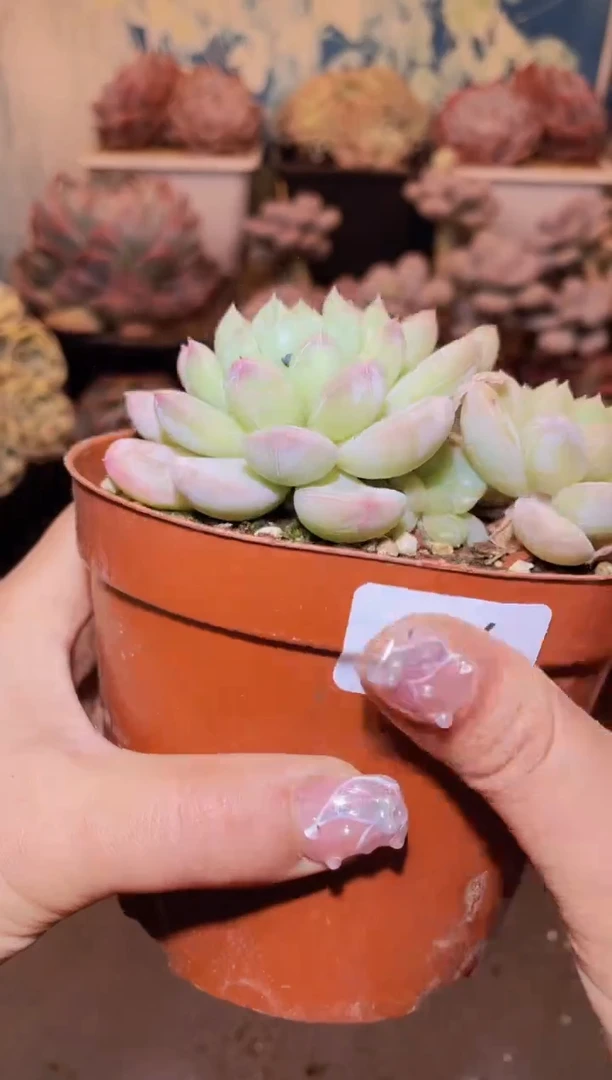 【闪购商品】244绵绵冰