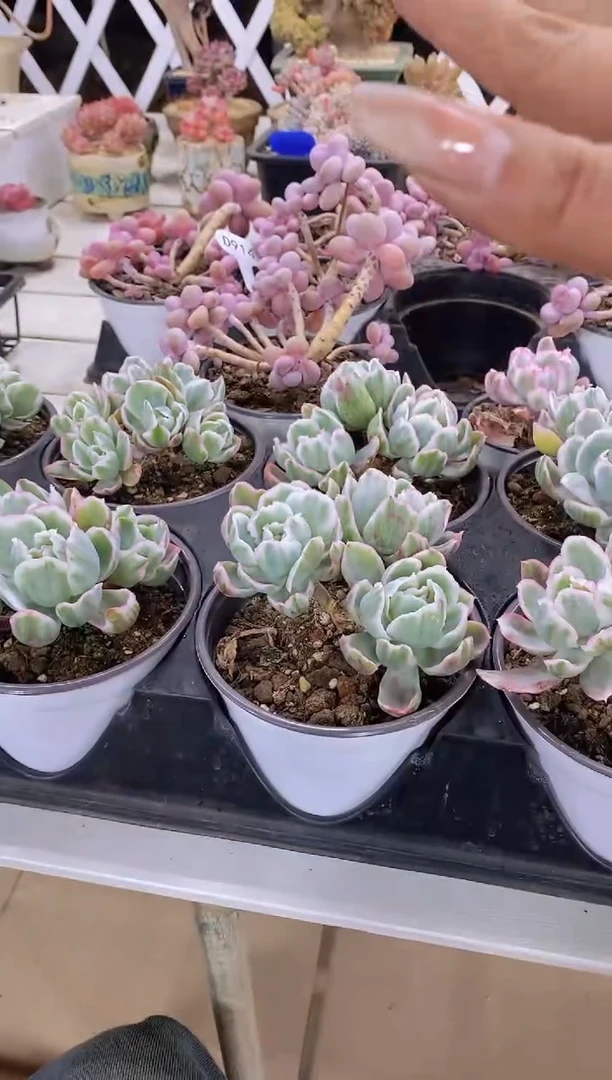 【闪购商品】A14-伯克利锦群生脱土发（量拍）