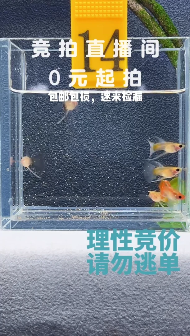 孔雀鱼长公一组六条编号14