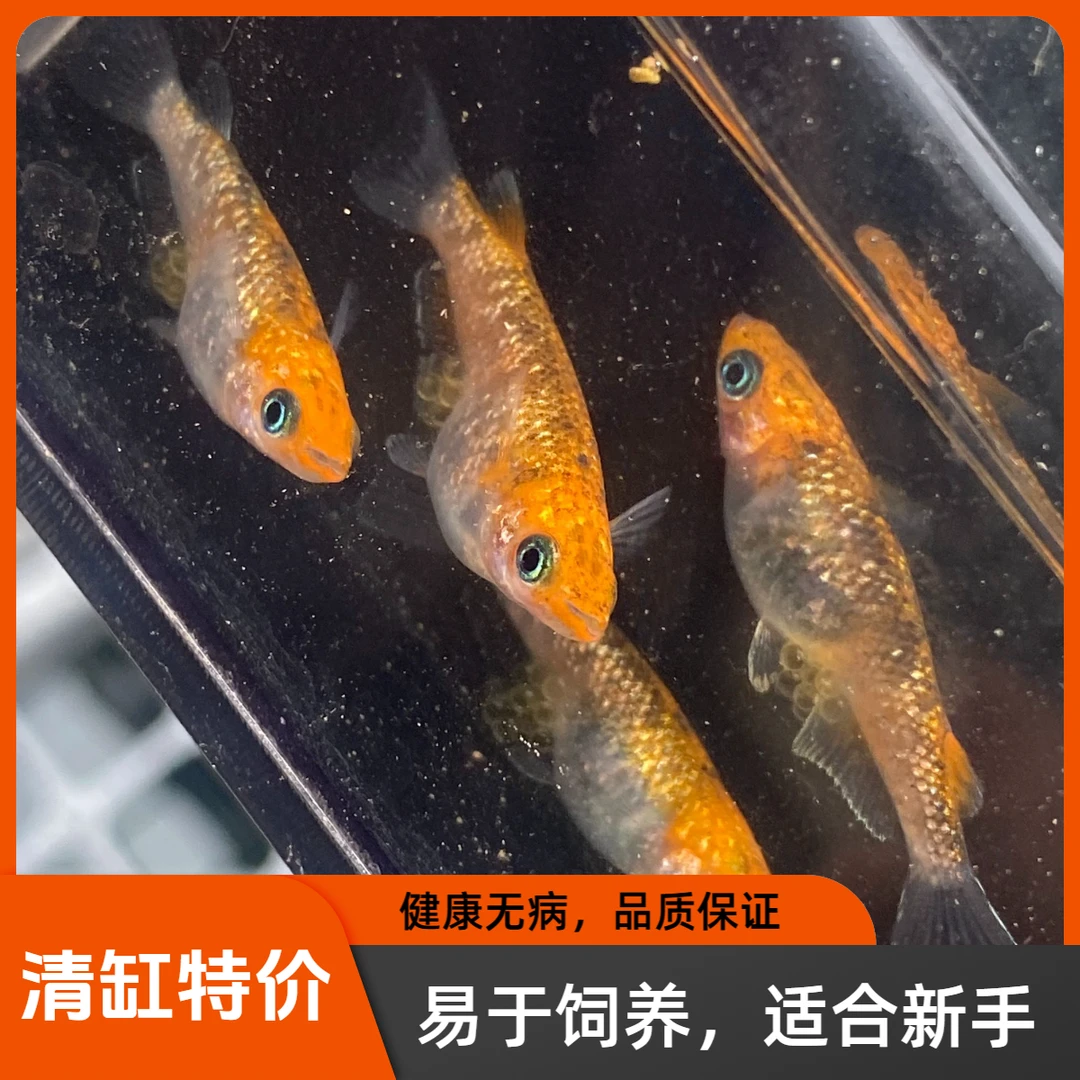 清缸特价 小型淡水观赏鱼 观背青鳉直播间 售后需拍完整开箱视频
