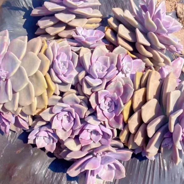 地栽大号鹅肝紫乐 精品多肉 好种好养  物云南昆明