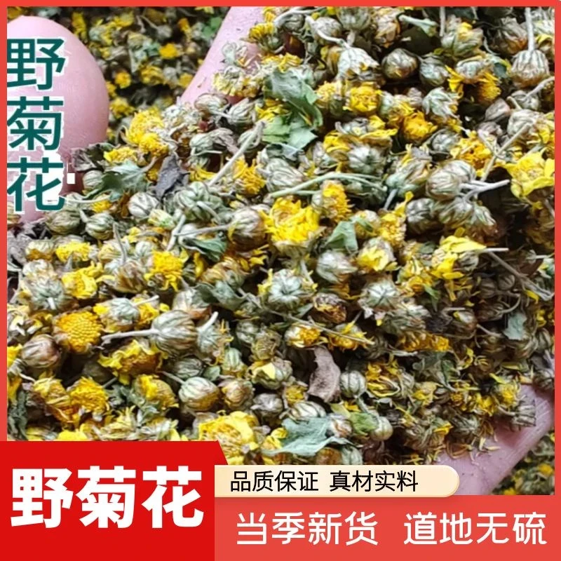 野菊花精选头茬山菊花茶中药材胎菊自然晒干无添加泡水