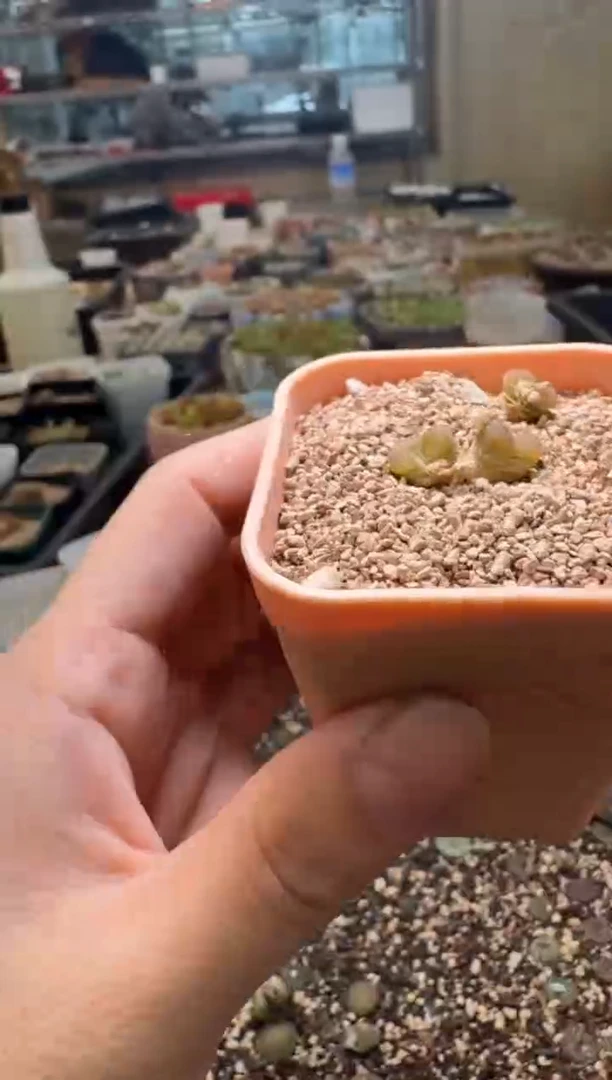 7-323多肉植物肉锥