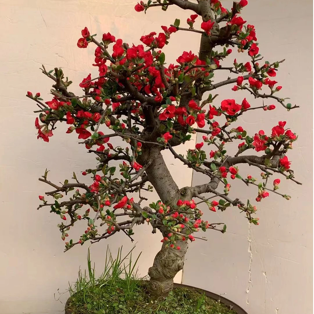 【原生】木瓜西府海棠耐寒耐旱耐高温
