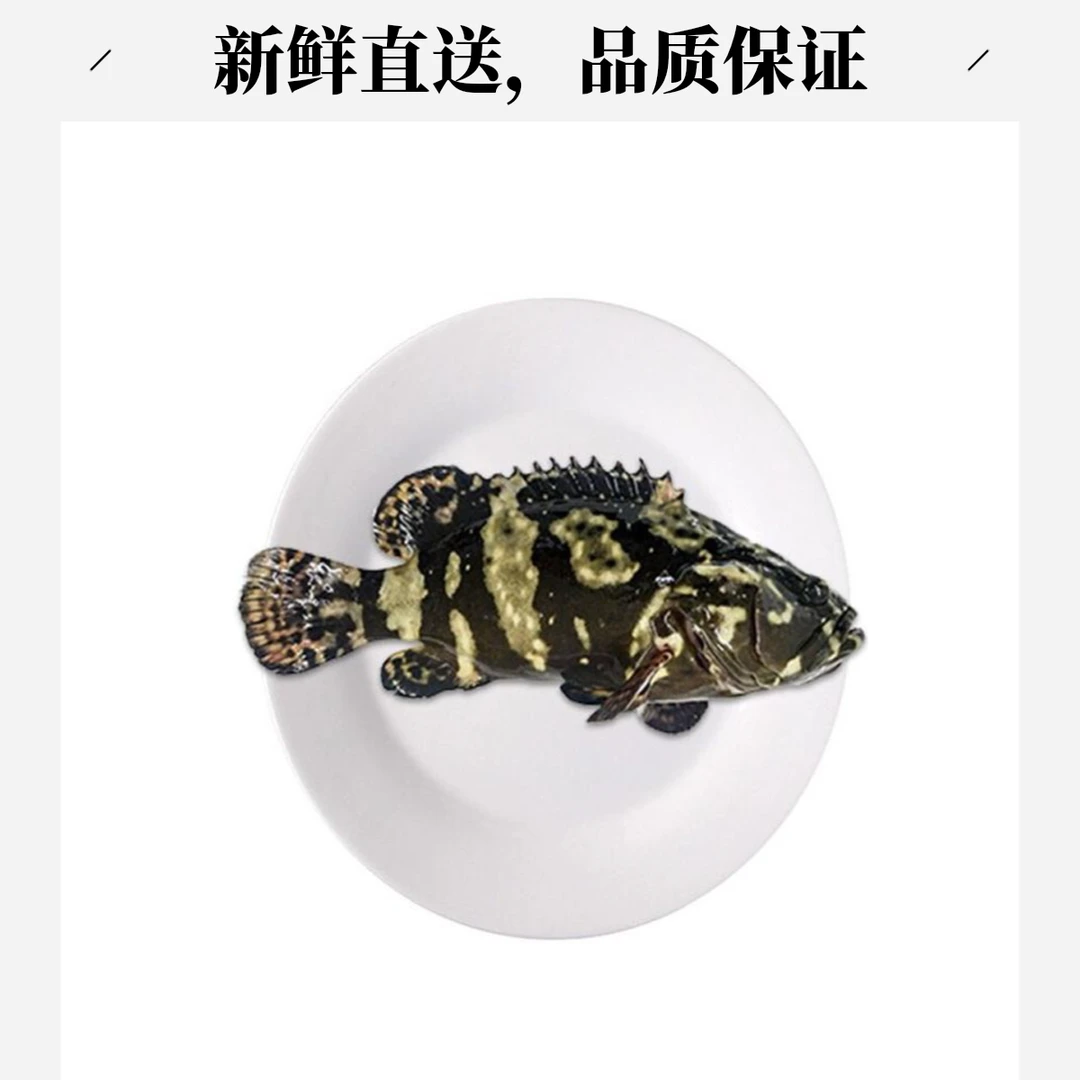 鲜活石斑鱼600g