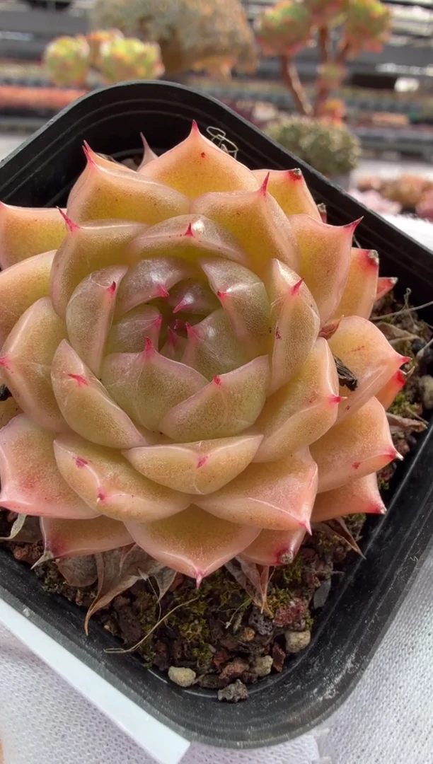 东云多肉园二店-176