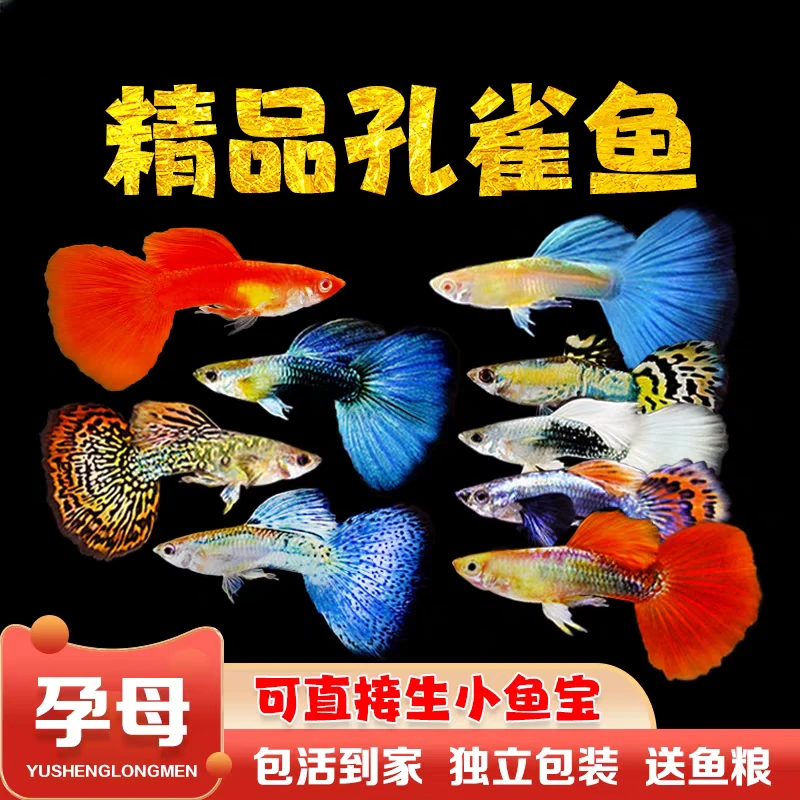 【赛级全家福】6条+2条备损纯种精品孔雀鱼易繁殖小型淡水观赏鱼