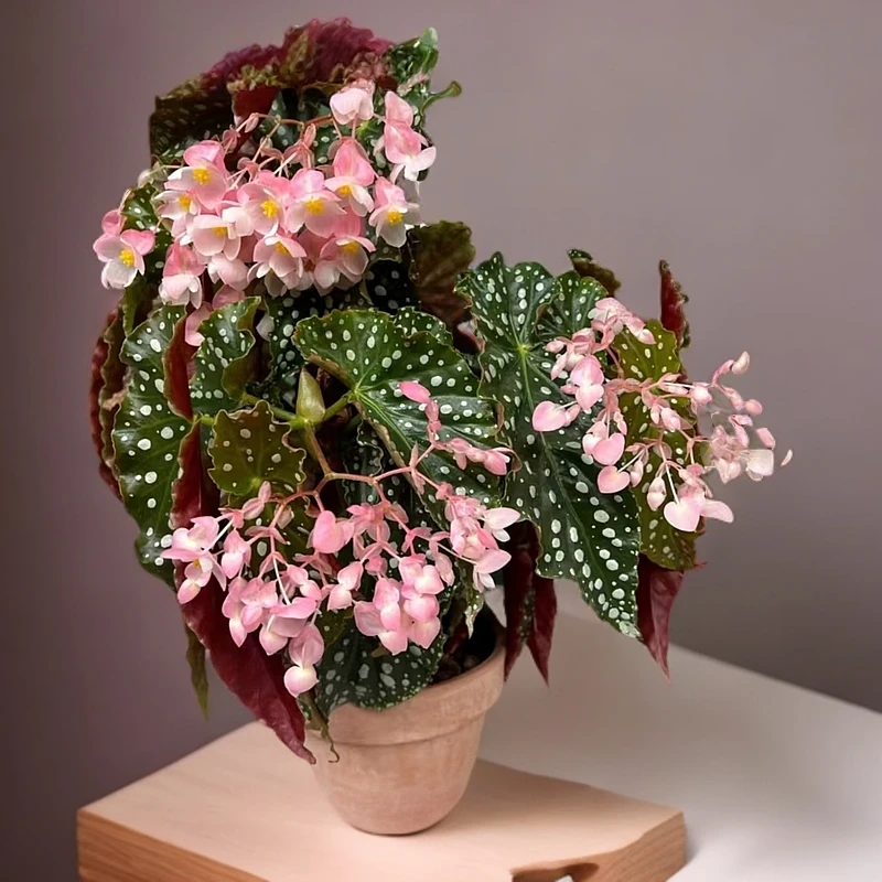 粉旗鱼秋海棠室内绿植盆栽网红植物客厅观赏花卉