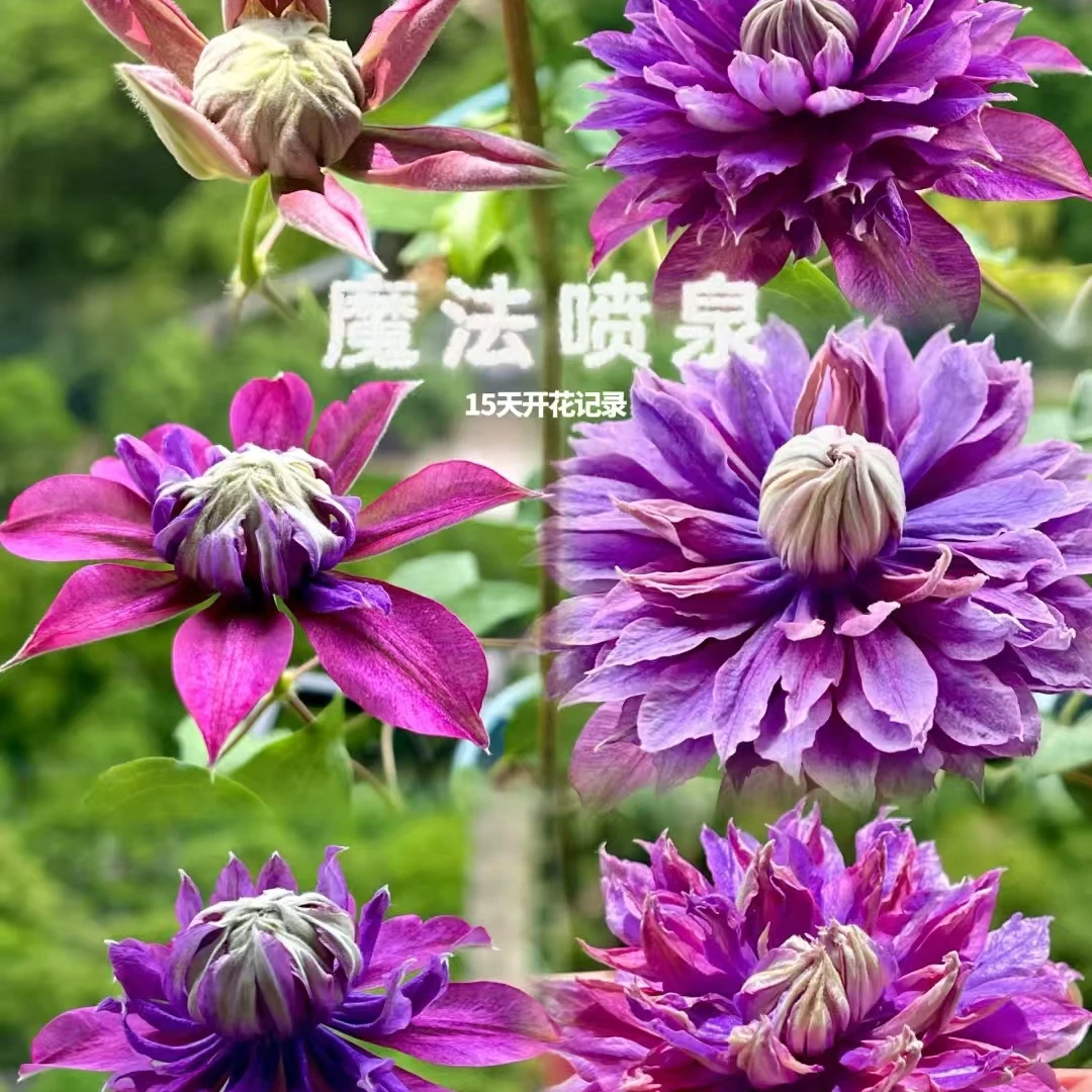 铁线莲 魔法喷泉   二类  耐寒耐热大花蓝紫色适合南北方阳台盆栽