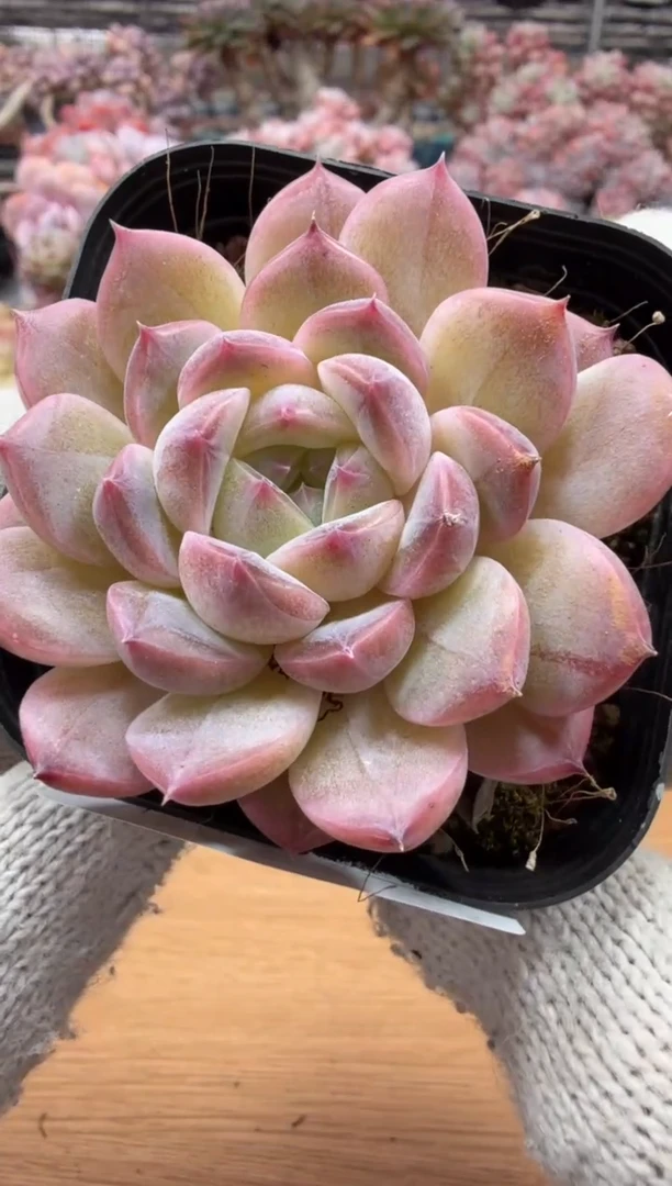 东云多肉园三店-47