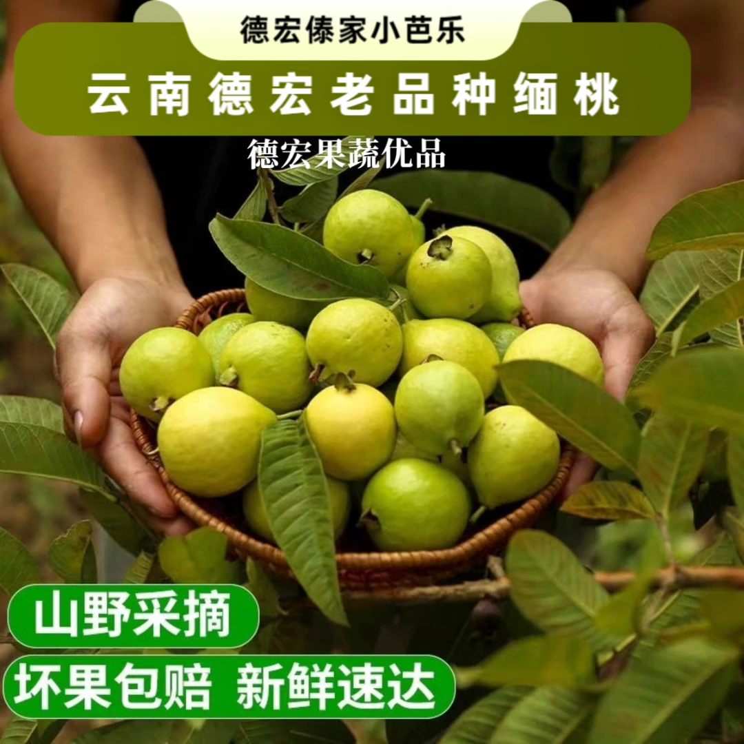 云南老品种老缅桃马里嘎马达果芭乐低糖当季水果新鲜采摘白心小果