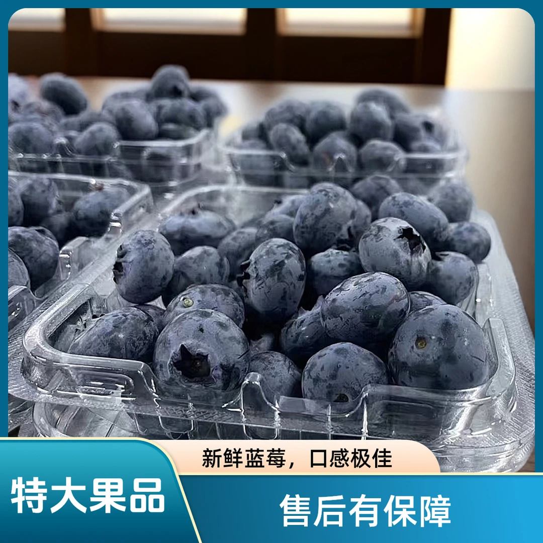 现摘现发蓝莓大果当季新鲜水果特大果整箱顺丰冷链包邮